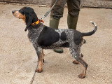 Chienne Petit Bleu de Gascogne de 2 ans à vendre non LOF
