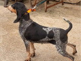 Chienne Petit Bleu de Gascogne de 2 ans à vendre non LOF
