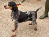 Chienne Petit Bleu de Gascogne de 2 ans à vendre non LOF