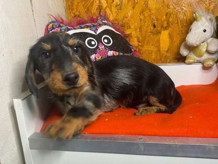 Chiot Teckel poil dur bleu merle mâle à vendre non LOF de janvier 2026