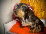 Chiot Teckel poil dur bleu merle mâle à vendre non LOF de janvier 2026