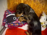 Chiot Teckel poil dur bleu merle mâle à vendre non LOF de janvier 2026
