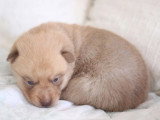 Chiot Pomsky mâle à réserver non LOF né avril 2026