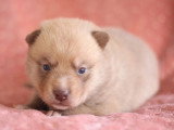 Chiot Pomsky mâle à réserver non LOF né avril 2026