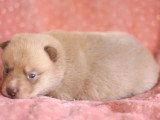 Chiot Pomsky mâle à réserver non LOF né avril 2026