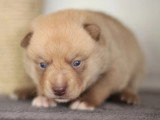 Chiot Pomsky mâle à réserver non LOF né avril 2026