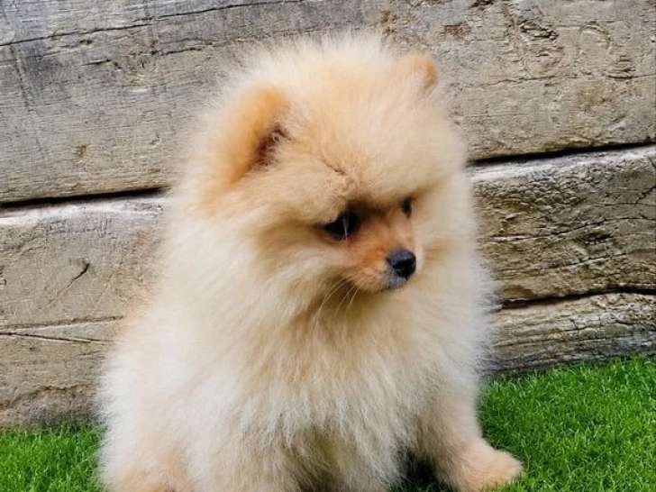 Deux chiots mâles Spitz Nain non LOF nés en mars 2026 à vendre