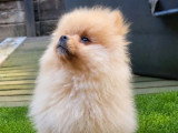 Deux chiots mâles Spitz Nain non LOF nés en mars 2026 à vendre