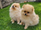 Deux chiots mâles Spitz Nain non LOF nés en mars 2026 à vendre
