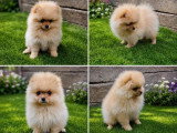 Deux chiots mâles Spitz Nain non LOF nés en mars 2026 à vendre