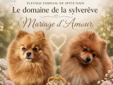 Deux chiots mâles Spitz Nain non LOF nés en mars 2026 à vendre