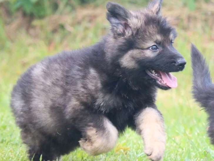 4 chiots Berger Allemand poil long de mars 2026 non LOF à vendre