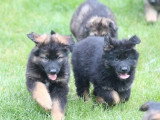 4 chiots Berger Allemand poil long de mars 2026 non LOF à vendre