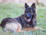 4 chiots Berger Allemand poil long de mars 2026 non LOF à vendre
