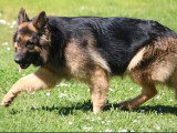 4 chiots Berger Allemand poil long de mars 2026 non LOF à vendre