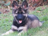 4 chiots Berger Allemand poil long de mars 2026 non LOF à vendre