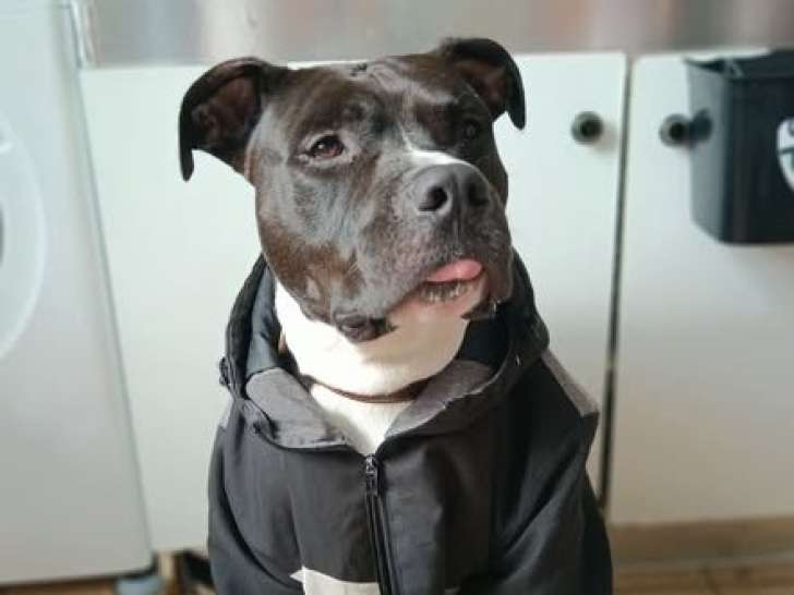 Riko, Amstaff LOF à adopter en association