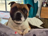 Sam, Staffie LOF à adopter en association