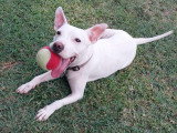 Emma adorable petite chienne à adopter en association