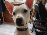 Emma adorable petite chienne à adopter en association