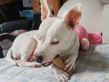 Emma adorable petite chienne à adopter en association