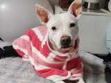 Emma adorable petite chienne à adopter en association