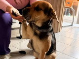 Tsuki, chienne croisée Beauceron à adopter en association