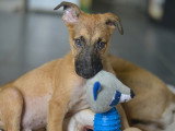 Balto, chiot à adopter en association