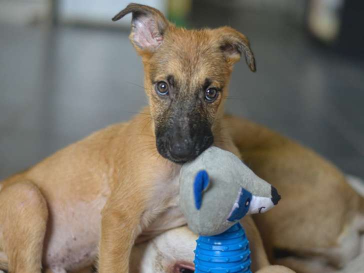 Balto, chiot à adopter en association