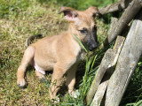 Balto, chiot à adopter en association