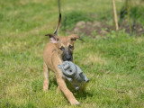 Balto, chiot à adopter en association