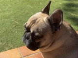 Vinny, jeune Bouledogue Français à adopter en association