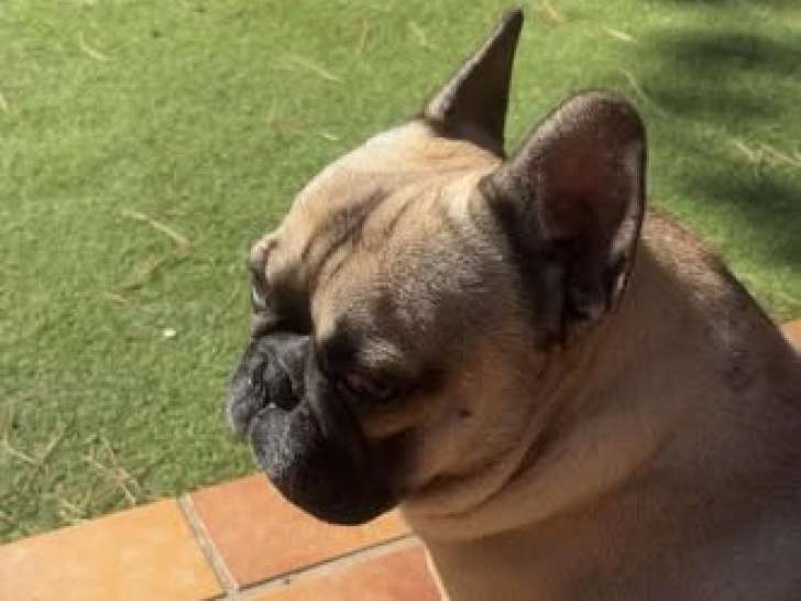 Vinny, jeune Bouledogue Français à adopter en association