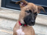 Saly, adorable chiot femelle à adopter en association