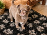 Chiot mâle lavande