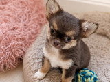 Chiot mâle chocolat et feu