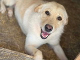 Micha, chienne souriante, recherche famille urgemment