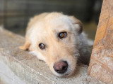 Micha, chienne souriante, recherche famille urgemment