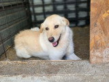 Micha, chienne souriante, recherche famille urgemment