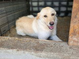 Micha, chienne souriante, recherche famille urgemment