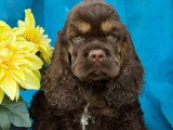 Chiot Cocker Américain mâle chocolat et tan non LOF à vendre