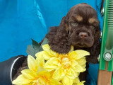 Chiot Cocker Américain mâle chocolat et tan non LOF à vendre