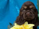 Chiot Cocker Américain mâle chocolat et tan non LOF à vendre