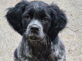 Chiots mâles Épagneul Breton à vendre
