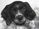 Chiots mâles Épagneul Breton à vendre