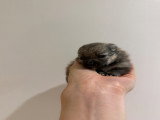 Chiot femelle Spitz Nain à réserver.