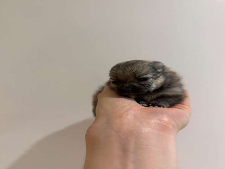 Chiot femelle Spitz Nain à réserver.