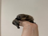 Chiot femelle Spitz Nain à réserver.