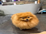 Chiot mâle Spitz Nain à réserver.