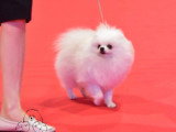 Chiot mâle Spitz Nain à réserver.